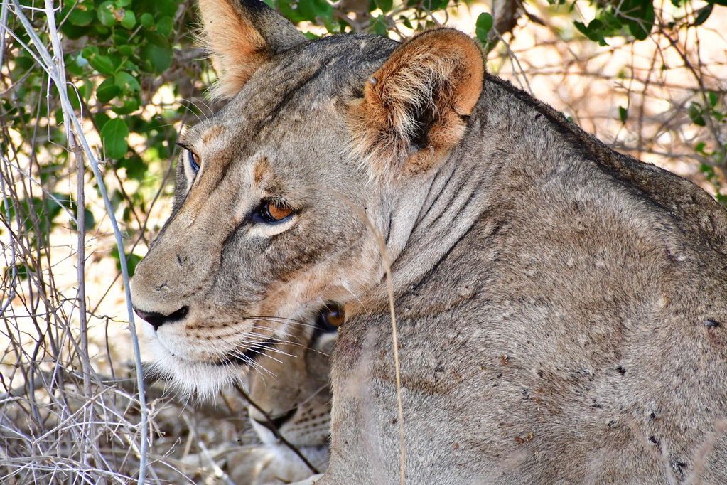 Tsavo East National Park